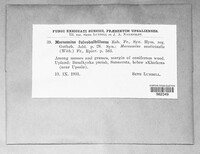 Marasmius fulvobulbillosus image